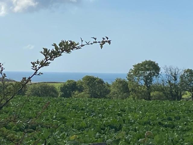 Elidyr Cottage - 3 Bedroom Cottage - Amroth Eksteriør bilde